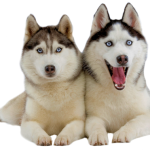 Husky PNG