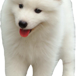 Samoyed PNG