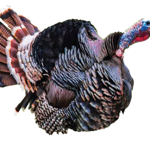 Turkey bird PNG