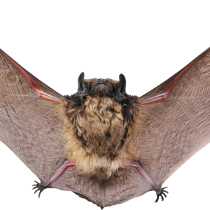 Bat PNG