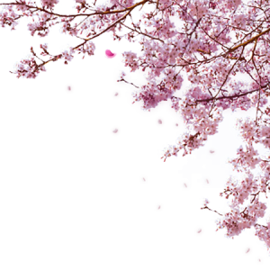 Sakura PNG