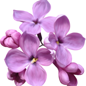 Lilac PNG