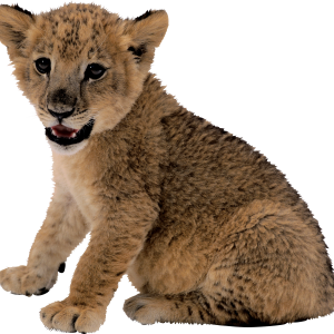 small lion PNG image