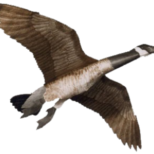 Goose PNG