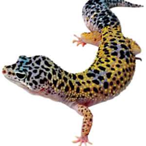 Gecko PNG