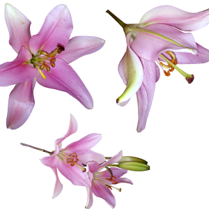 Lilium PNG