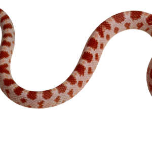 Snake PNG image picture download free