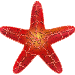 Starfish PNG