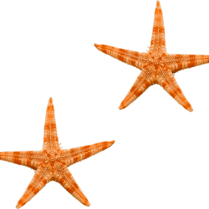 Starfish PNG
