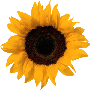 Sunflower PNG