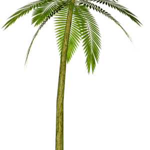Palm tree PNG