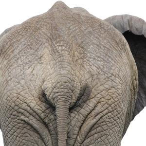 Elephant PNG