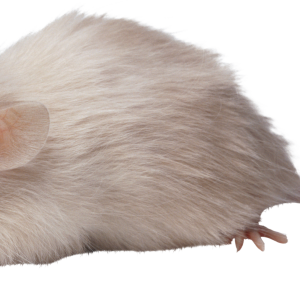 mouse, rat PNG image