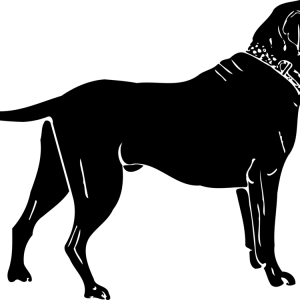 Labrador Retriever PNG