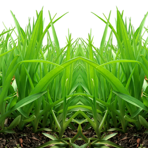 grass png image, green grass PNG picture