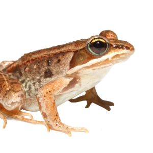 Frog PNG