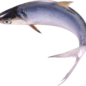 Fish PNG