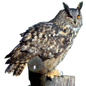 Owl PNG