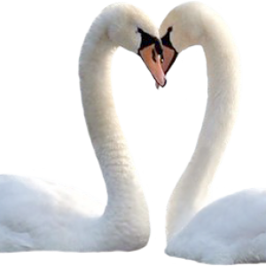 Swan PNG