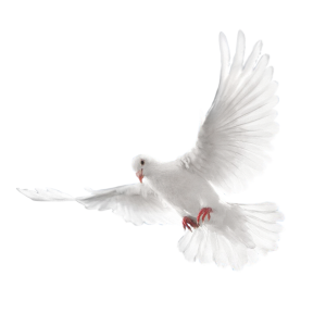 Pigeon PNG