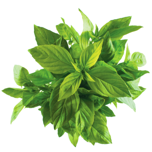 Basil PNG