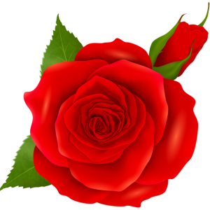 Rose PNG
