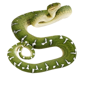 Green snake PNG image