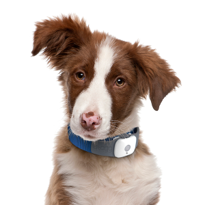 dog png image, picture, download, dogs