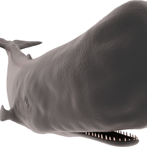 Sperm whale PNG image transparent