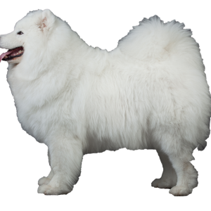 Samoyed PNG