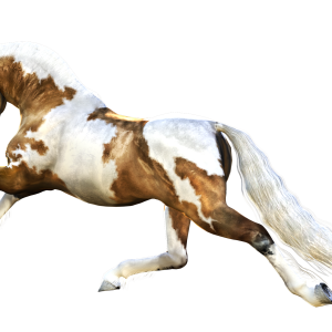 Horse png image