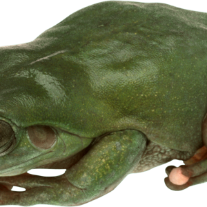 Frog PNG