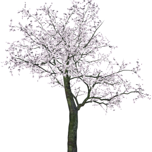 tree png image