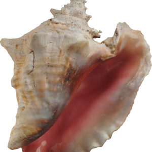 Seashell PNG