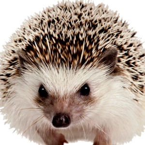 Hedgehog PNG