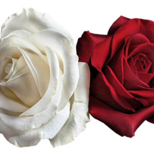 Rose PNG