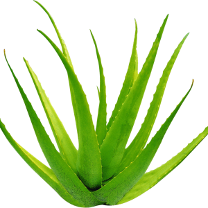 Aloe vera PNG