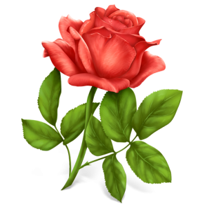 Pink rose png image, free picture download