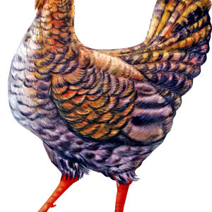 Chicken PNG image