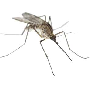 Mosquito PNG