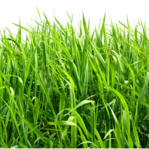 grass png image, green grass PNG picture