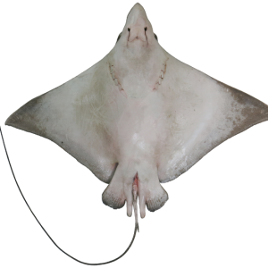 Stingray PNG