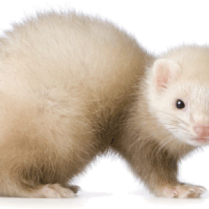 Ferret PNG