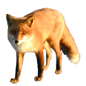 Fox PNG