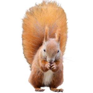 Squirrel PNG