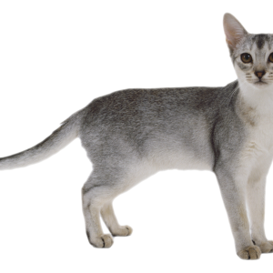 small cat PNG