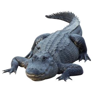 Crocodile PNG