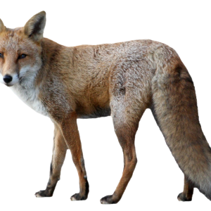Fox PNG