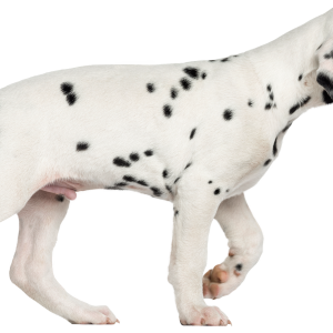 Dalmatian PNG