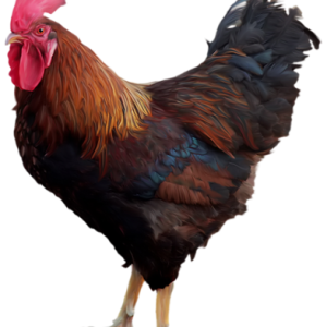 Cock PNG